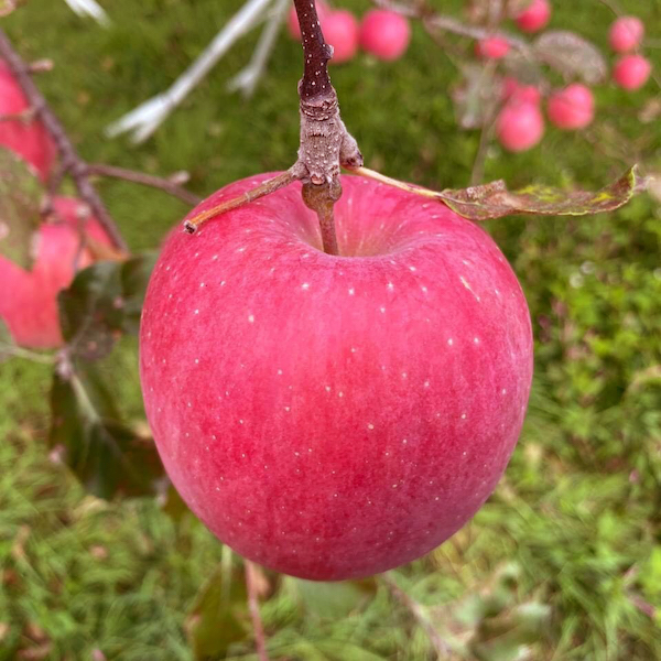 自然栽培リンゴ　ふじ