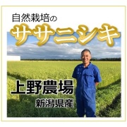ササニシキ