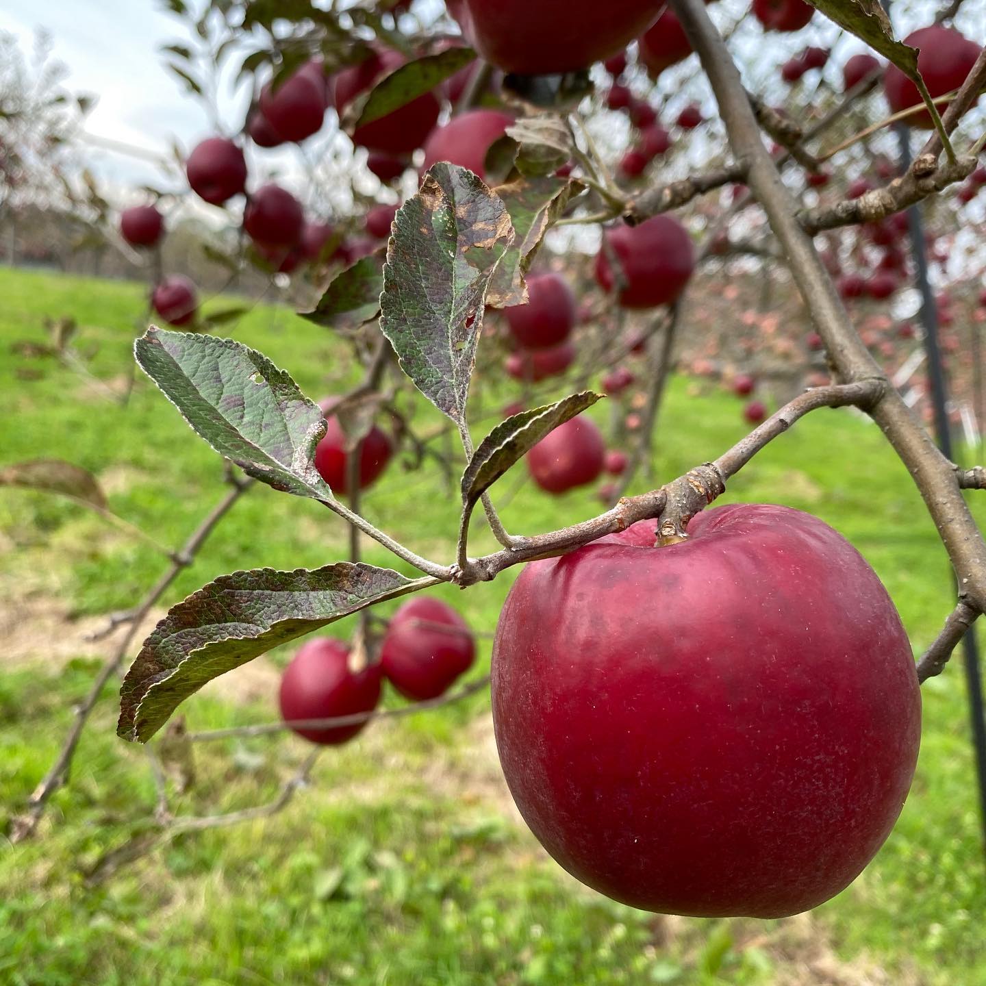 現在のリンゴ